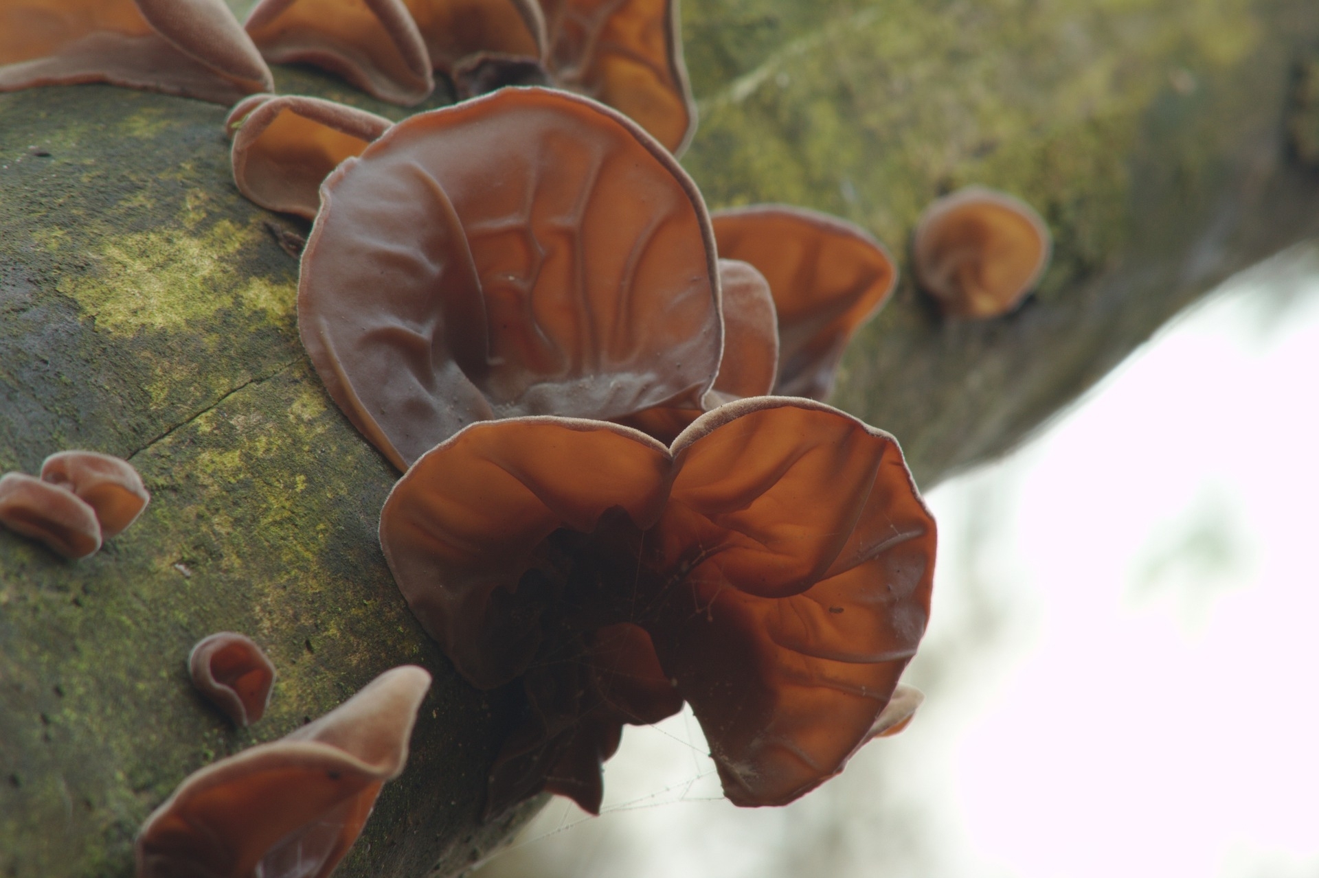Kikurage: Wood Ear Mushroom | Japanchunks