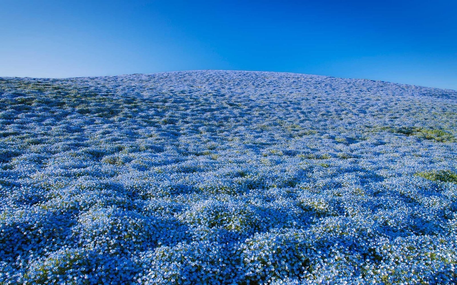 11 Beautiful Flower Fields In Japan Pop Japan