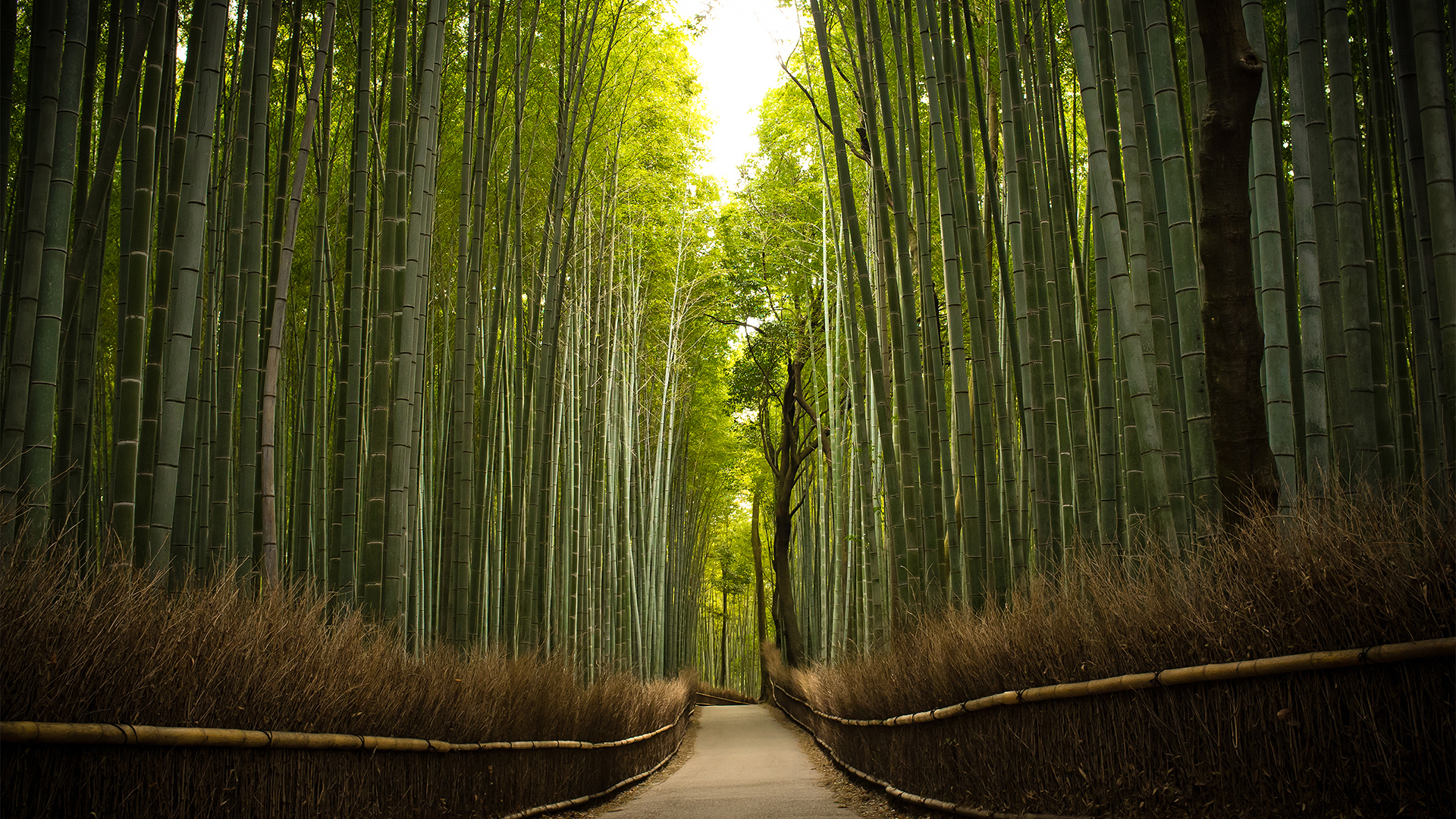 Бамбуковый лес Сагано Япония