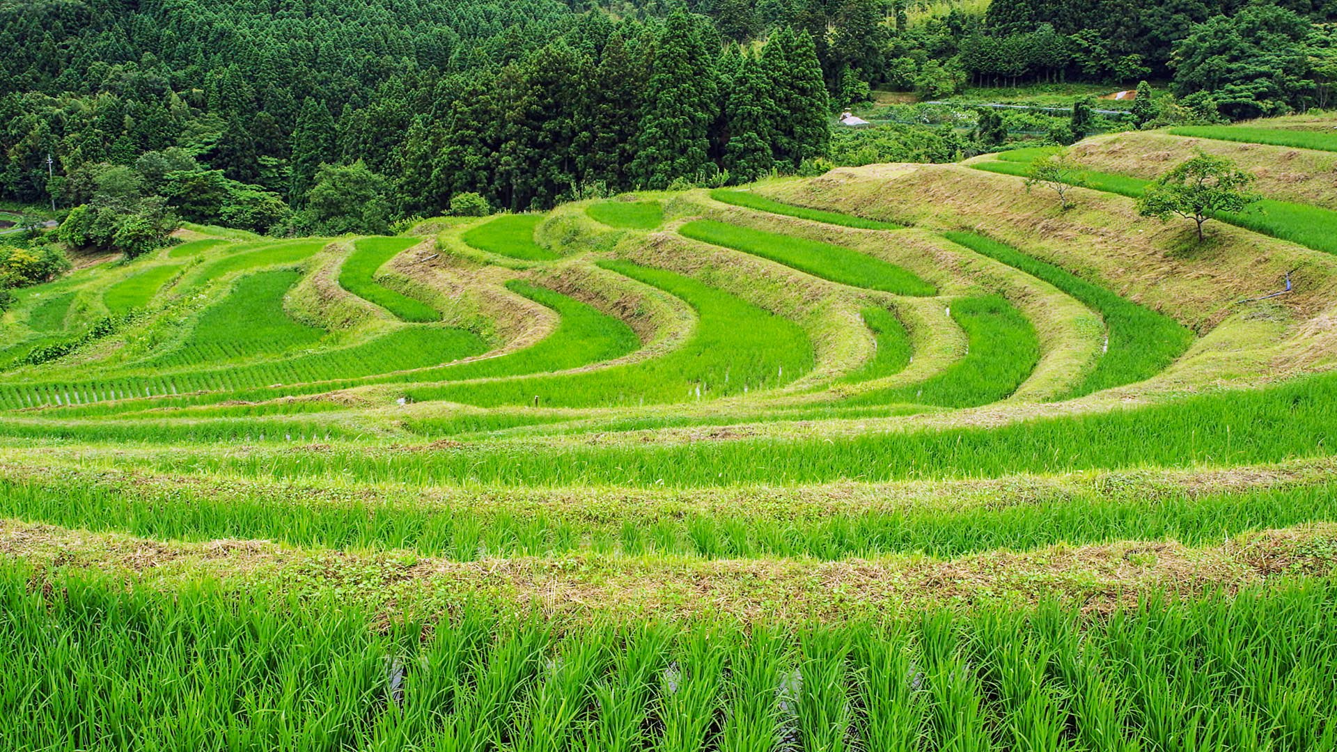 What Is Flower Bridge In Japanese Hno At