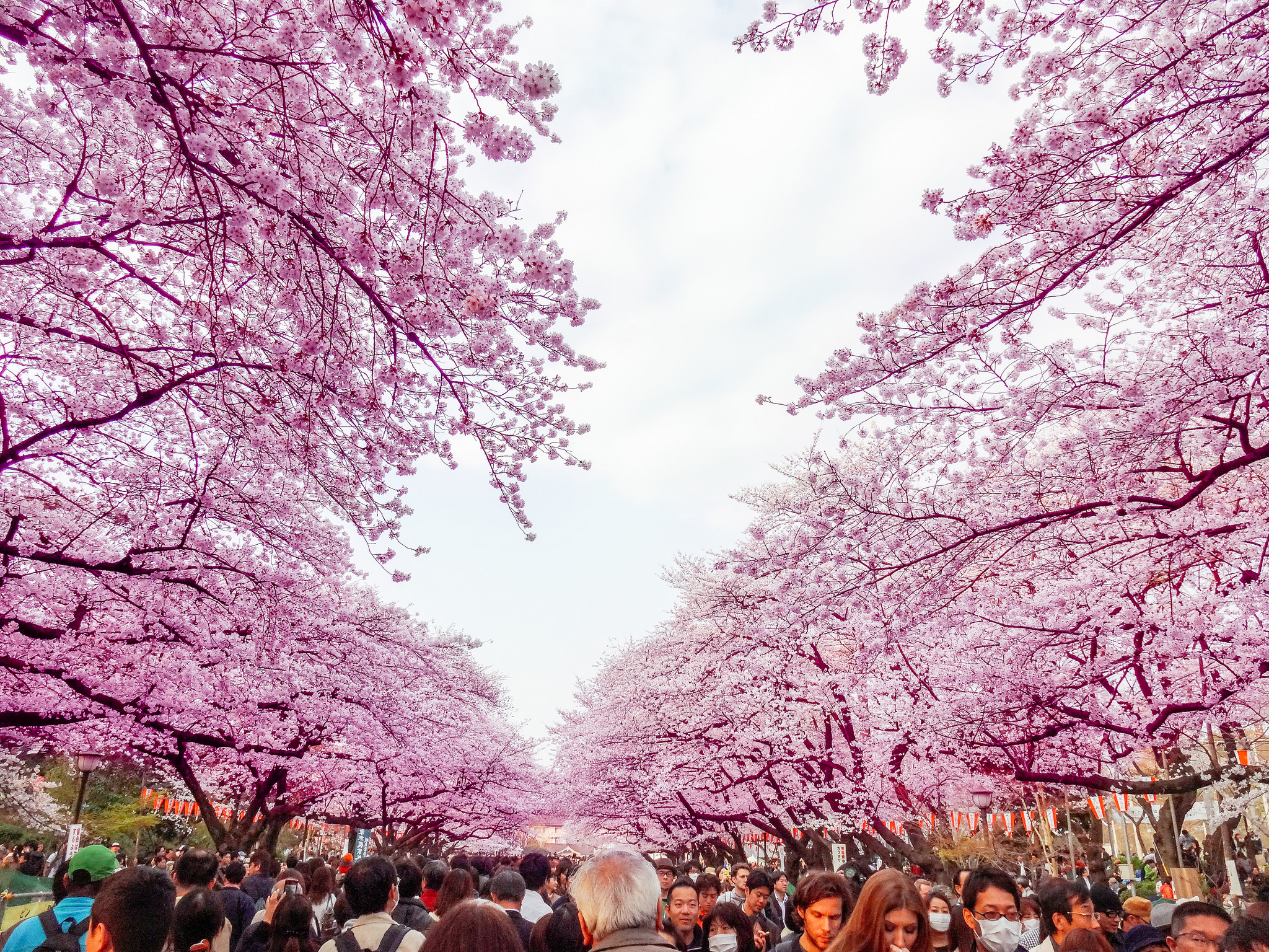 Япония пон. Парк Уэно в Токио. Парк Уэно Сакура. Сакура цветёт Уэно Токио. Токио Ханами сад Уэно.
