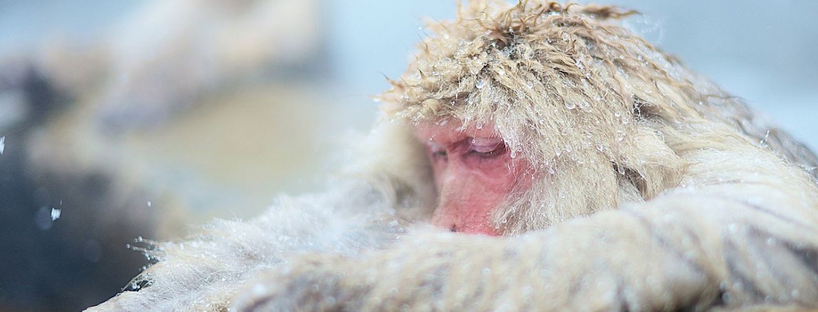 Jigokudani Monkey Park