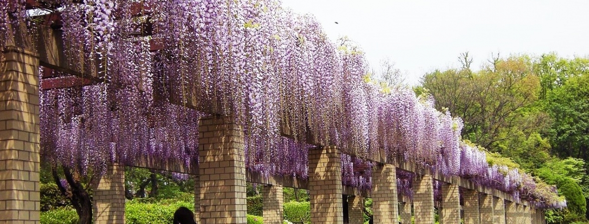 Jindai Botanical Garden