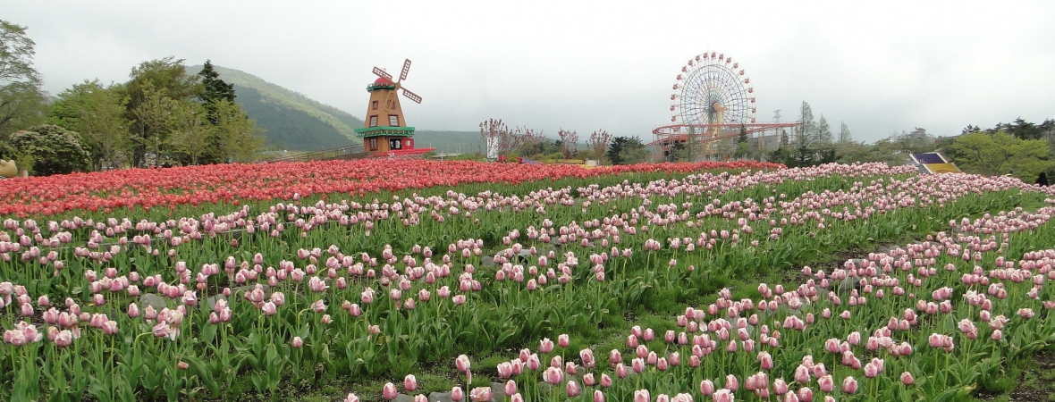 Heavenly Tulip Spring Festival